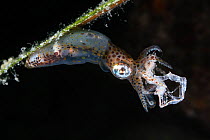 Northern pygmy squid (Idiosepius paradoxus) consuming a skeleton shrimp (Caprellidae), Yamaguchi Prefecture, Japan.