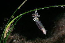 Northern pygmy squid (Idiosepius paradoxus) wrapped around a skeleton shrimp (Caprellidae) prey, Yamaguchi Prefecture, Japan.