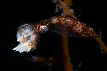 Northern pygmy squid (Idiosepius paradoxus) consuming an amphipod crustacean, Yamaguchi Prefecture, Japan.