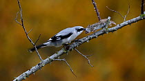 Great grey shrike (Lanius excubitor) perched on branch, retrieves and starts feeding on dead mouse stored in its 'larder' on branch, Bavaria, Germany, January.