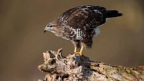 Common buzzard (Buteo buteo) perched on dead wood cleaning its beack against it, Bavaria, Germany, January.