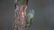 Female Grey-headed woodpecker (Picus canus) feeding on tree trunk before moving across it to feed on opposite side, Bavaria, Germany, January.