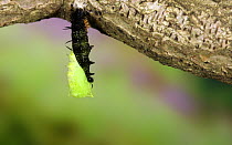 Peacock butterfly (Aglais io) caterpillar suspending itself from a silk pad by its rear prolegs before shedding its larval skin and emerging as a pupa, June.