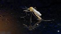 Female Mosquito (Culex pipiens) emerging from its aquatic pupa, June.
