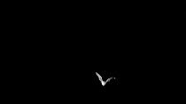 Slow motion shot of Noctule bat (Nyctalus noctula) flying overhead, Devon, UK.