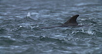 Close up of Bottlenose dolphin (Tursiops truncatus) dorsal fin before it dives underwater, Moray Firth, Scotland, August.