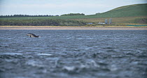 Slow motion clip of Bottlenose dolphins (Tursiops truncatus) pod hunting, Moray Firth, Scotland, August.