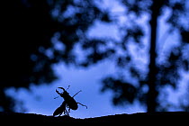 Stag beetle (Lucanus cervus)  males fighting at dusk in oak wood, the Netherlands, June