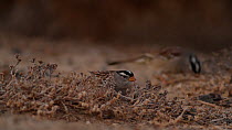 Two White crowned sparrows (Zonotrichia leucophrys) scratching at the dirt as they foraging on the ground, Bolsa Chica Ecological Reserve, Southern California, USA, January.