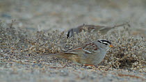 White crowned sparrow (Zonotrichia leucophrys) scratching at the dirt as it foragings on the ground, Bolsa Chica Ecological Reserve, Southern California, USA, January.