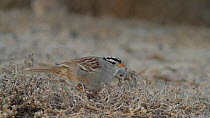 White crowned sparrow (Zonotrichia leucophrys) scratching at the dirt as it foragings on the ground, Bolsa Chica Ecological Reserve, Southern California, USA, January.