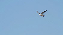 White tailed kite (Elanus leucurus) hovering as it scans for prey below, Bolsa Chica Ecological Reserve, Southern California, USA, February.