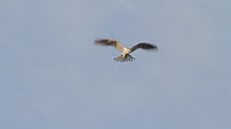 White tailed kite (Elanus leucurus) hovering as it scans for prey below, then glides away to another location, Bolsa Chica Ecological Reserve, Southern California, USA, February.