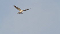 White tailed kite (Elanus leucurus) hovering then diving at prey below, Bolsa Chica Ecological Reserve, Southern California, USA, February.