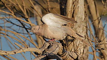 Eurasian collared dove (Streptopelia decaocto) stretching its wings, Bolsa Chica Ecological Reserve, Southern California, USA, March.