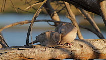 Eurasian collared dove (Streptopelia decaocto) grooming its fledgling, Bolsa Chica Ecological Reserve, Southern California, USA, March.