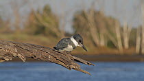 Belted kingfisher (Megaceryle alcyon) diving for prey, returns to fishing perch, Bolsa Chica Ecological Reserve, Southern California, USA, March.
