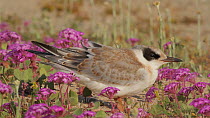 Juvenile Forster's tern (Sterna forsteri) stretching its wings while roosting amongst a bed of Sand verbena (Abronia umbellata), Bolsa Chica Ecological Reserve, Southern California, USA, June.