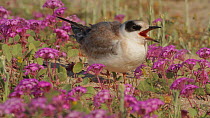 Juvenile Forster's tern (Sterna forsteri) calling out, begging to be fed, amongst Sand verbena (Abronia umbellata), Bolsa Chica Ecological Reserve, Southern California, USA, June.
