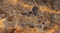 Song sparrow (Melospiza melodia) foraging on the ground, Bolsa Chica Ecological Reserve, Southern California, USA, December.