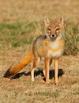 Swift fox (Vulpes velox) female, portrait. Eastern Colorado, USA, May.