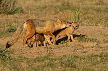 Swift fox (Vulpes velox) female cleans the fur of one of her kits while another tries to nurse, Eastern Colorado, USA, May.