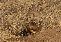 Black-tailed prairie dog (Cynomys ludovicianus) with a mouthful of grass that it is about to take down into its burrow. Rocky Mountain Arsenal, Commerce City, Colorado, USA. December