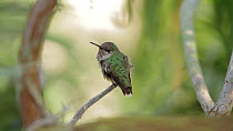 Calliope hummingbird (Stellula calliope) watching other birds from perch before flying away, Southern California, USA, April.
