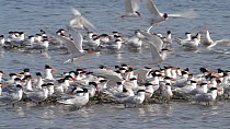 Elegant terns (Thalasseus elegans) gathering at mussel bed during breeding season, one hovering tern has a mussel clamped to its foot, a common mishap caused by stepping on an open mussel, Bolsa Chica...