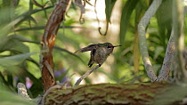 Calliope hummingbird (Stellula calliope) perched strecthing wings, Southern California, USA, April.