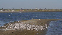 Elegant terns (Thalasseus elegans) diving and streaking which triggers the flock to take flight in unison, an example of flocking behavior, Bolsa Chica Ecological Reserve, Southern California, USA Mar...