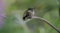 Calliope hummingbird (Stellula calliope) perched, resting and scratching its head, Southern California, USA, April.