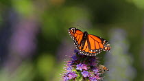 Monarch butterfly (Danaus plexippus) taking flight from a Pride of madeira (Echium candicans) after contact with a Honey bee (Apis mellifera), Southern California, USA, April.