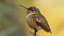 Calliope hummingbird (Stellula calliope) chasing insects before returning to its perch, Southern California, USA, April.