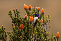 Male Ecuadorian hillstar (Oreotrochilus chimborazo) drinking nectar from the Flower of the Andes (Chuquiraga jussieui). This hummingbird feeds perched on its food-plant rather than by hovering, and so...