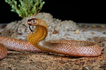 Strap-snouted brownsnake (Pseudonaja aspidorhyncha) female in a defensive posture. Charleville, outback Queensland, Australia. Controlled conditions