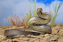 Eastern brownsnake (Pseudonaja textilis) in a pre strike posture directed at a perceived threat. Mernda, northern suburbs of Melbourne, Victoria, Australia. Controlled conditions.