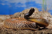 Inland taipan (Oxyuranus microlepidotus) female snake, Captive bred specimen.
