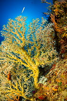 False black coral (Savalia savaglia), Punta Campanella Marine Protected area, Costa Amalfitana / Amalfi coast, Italy, Tyrrhenian Sea, Mediterranean. October