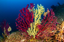 False black coral (Savalia Savaglia) against the Violescent sea whip (Paramuricea clavata) Punta Campanella Marine Protected area, Costa Amalfitana / Amalfi coast, Italy, Tyrrhenian Sea, Mediterranean...