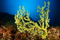 Gold coral (Savalia savaglia), Punta Campanella Marine Protected area, Costa Amalfitana / Amalfi coast, Italy, Tyrrhenian Sea, Mediterranean. October