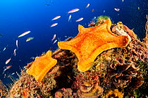 Two Penta star (Peltaster placenta) Punta Campanella Marine Protected area, Costa Amalfitana / Amalfi coast, Italy, Tyrrhenian Sea, Mediterranean. October
