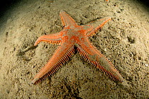 Seastar, (Astropecten aranciacus), Puolo Bay, Punta Campanella Marine Protected area, Costa Amalfitana / Amalfi coast, Italy, Tyrrhenian Sea, Mediterranean. October