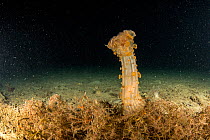 Actinia, (Alicia mirabilis) with tentacles withdrawn, Puolo Bay, Punta Campanella Marine Protected area, Costa Amalfitana / Amalfi coast, Italy, Tyrrhenian Sea, Mediterranean. October