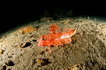 Streaked gurnard (Trigloporus lastoviza), Puolo Bay, Punta Campanella Marine Protected area, Costa Amalfitana / Amalfi coast, Italy, Tyrrhenian Sea, Mediterranean. October