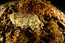Common cuttlefish (Sepia officinalis), Puolo Bay, Punta Campanella Marine Protected area, Costa Amalfitana / Amalfi coast, Italy, Tyrrhenian Sea, Mediterranean. October