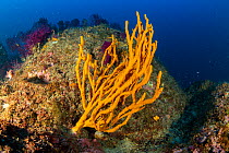 Tube sponge (Axinella cannabina), Vervece rock, Punta Campanella Marine Protected area, Costa Amalfitana / Amalfi coast, Italy, Tyrrhenian Sea, Mediterranean. October