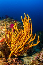 Tube sponge (Axinella cannabina), Punta Campanella Marine Protected area, Costa Amalfitana / Amalfi coast, Italy, Tyrrhenian Sea, Mediterranean. October