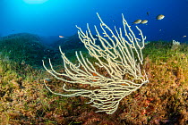 White seafan, (Eunicella singularis), Punta Campanella Marine Protected area, Costa Amalfitana / Amalfi coast, Italy, Tyrrhenian Sea, Mediterranean. October