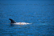 Risso&#39;s dolphin (Grampus griseus), Pelagos Sanctuary for Mediterranean Marine Mammals, France, Mediterranean Sea. May
